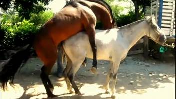 The brown stallion ravages the white mare's vagina