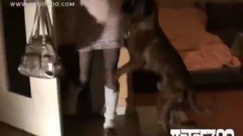 Hosiery-clad novice gets screwed by a perverted canine