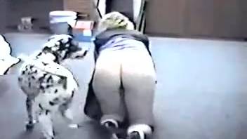 Amateur footage of sexual encounter with an aroused Dalmatian dog