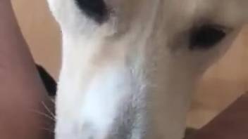 Erotic first-person adult film showcasing a stunning dog
