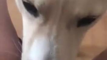 Pale canine enthusiastically licking vagina in point-of-view footage