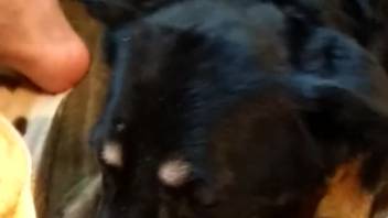 Perverted pup is dying to devour that bushy backdoor