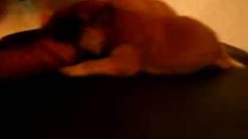 Hot babe as a playful pup tonguing a dude's dick prior to swallowing his cum