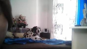 Sexy Dalmatian doggo is filmed by the owner