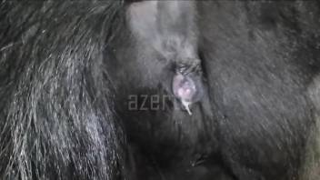 Dude with a nice cock fucks a mare's furry pussy