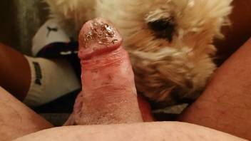 Hot penis getting licked by a horny doggo in POV