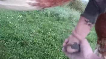 Guy masturbates a horse's cock in a freaky al fresco setting