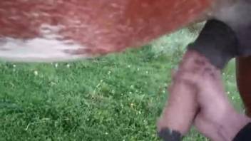 Outdoor horse sex with a girl 18+