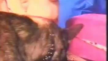Aroused large canine jumps into intense duo's rough intercourse scene