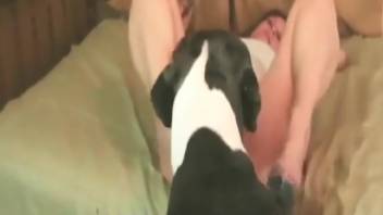 Sexy babe in fishnets gives head to her beloved pup