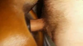 Guy screws a female horse's vagina doggy-style in a steamy sequence