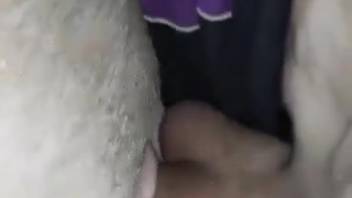 Guy thrusts his massive cock into a beast's orifice