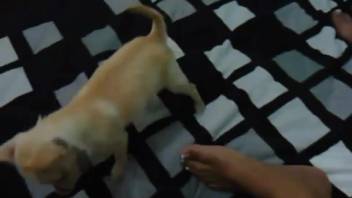 Curvy Latina with a huge ass relishes enthusiastic cunnilingus from a canine