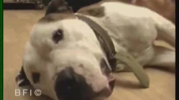 Intense homemade dog sex with a nude amateur slut in heat