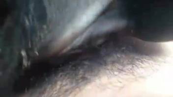 Huge cock canine pounding an aroused animal enthusiast on film