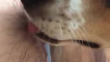 Bushy vagina being pleasured by a enthusiastic pup