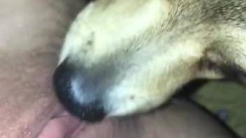 Closeup fucking movie with a horny doggo and a wet cunt