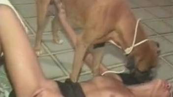 Eager hound laps up a stunning girl's soaked slit