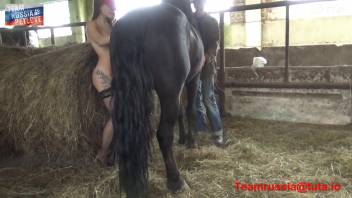 Hottie in stockings gets screwed by a black stallion in the barn
