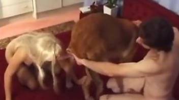 Busty blonde fucks a dog in front of her hubby