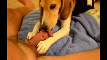Cute puppy playing around with a hard human cock