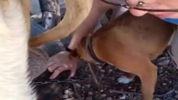Scarlet beast cock satisfied by an aroused animal lover