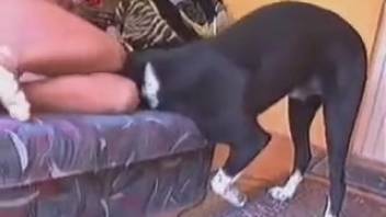 Novice babe is about to be destroyed by a perverted canine