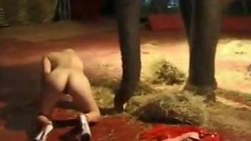 Sexy elephant is about to fuck a masturbating beauty