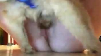 Juicy pussy of a beast lover gets fucked by a dog