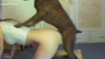 Hot bitch in sexy lingerie gets rammed by a dog