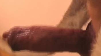 Most aroused teen slut gets pounded by the huge canine cock