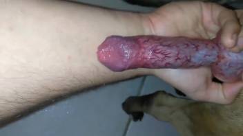 Tasty canine dick being jerked off by an excited guy