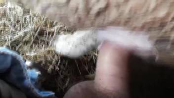 Hard sex video focusing on a dude and a sexy sheep