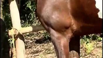 Sexiest Latina babe out there slurping on a massive horse dick