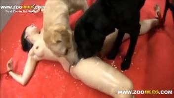 Dark-haired woman is thrilled to be pounded by a pack of dogs