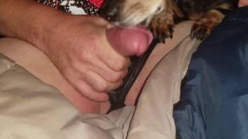 Panties-wearing zoophile sissy fucks a dog's throat
