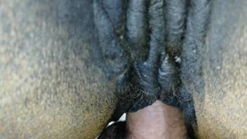 Dude drives his hard boner in this mare's wet pussy