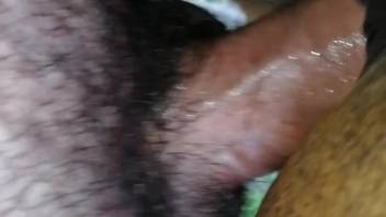 Horse pussy being deeply penetrated in a steamy adult film