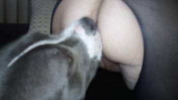 Slut in stockings getting tongued by a perverted mutt