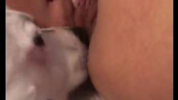 Dog eats that delicious pussy before fucking it deep