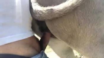 Guy with a plump physique bangs the horse from the rear
