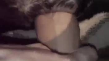Guy shoves his cock into a female dog's cute vagina from first-person perspective