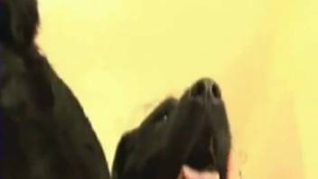 Novice slut takes rigid canine cock in her butt during intense anal action