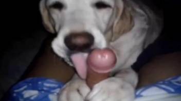 Playful dog licking this dude's cock in a POV vid