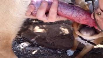 Kinky chick pleasing a dog's red dick
