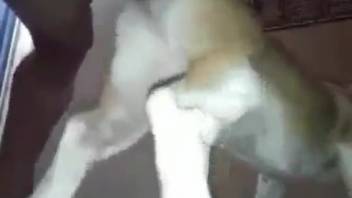 Filthy slut pounded roughly by a hung stud