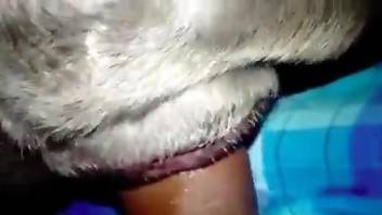 Dude destroying an animal's tight hole with his cock