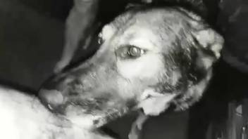 Homosexual submissive has his anus rimmed by a perverted canine