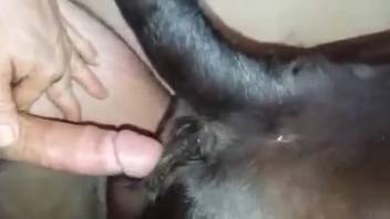 Hot stud slides his alluring cock into a soggy beast's twat