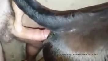Guy boastfully screwing a compliant beast from the rear